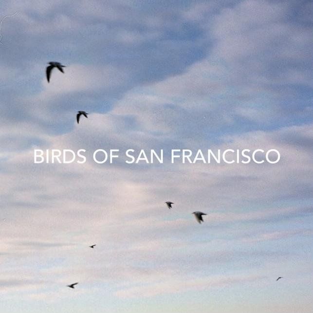 birds-of-san-francisco